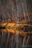 Birch trees, reflections