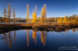 Tamaracks and bog in evening light 2