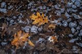 Oak leaves and ice bubbles