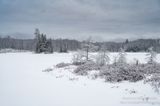 Snowy December day at Audie Lake 1