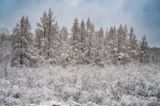 Snow covered trees, Ice & snowstorm 1