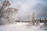 Snow covered trees, Audie Lake, Ice & snowstorm 1