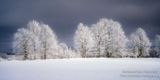 Trees covered with hoar frost 1