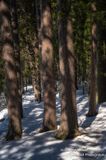 Walking amongst pine trees