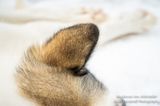 Dog ear, napping