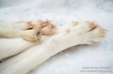 Dog Paws, napping