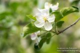 Apple blossoms 1