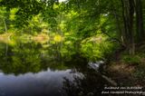 Early summer scene along the Ice Age Trail 2