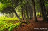 Cedar trees framed by Thimbleberry leaves2