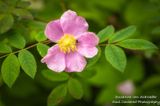 Wild Rose in bloom