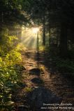 Sunlight streaming through the forest 1