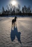 Winter scene with Shiloh 2