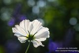 White Cosmos