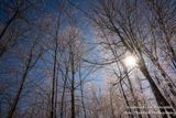 Sparkles and ice, due to freezing rain 2