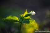 Trillium bud in evening light