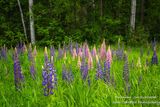 Pink and Purple Lupins near Bayfield, Wisconsin 