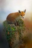 Willow the English fox…