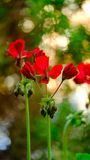 Geraniums