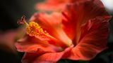 Hibiscus Blossom