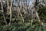 Halla-San National Park, Jeju Island