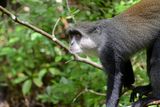 Blue Monkey, Jozani Forest