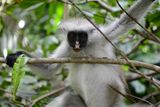 Red Gereza Monkey, Jozani Forest