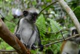 Red Gereza Monkey, Jozani Forest