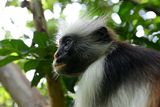 Red Gereza Monkey, Jozani Forest