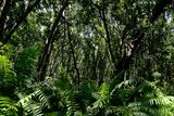 Just Jozani Forest