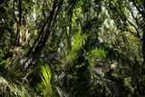 Just Jozani Forest