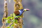 Grey- Breasted Mountain-Toucan