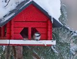 Siberian Tit