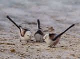 Long-tailed Tit