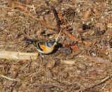 Brambling