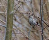 Common Redpoll