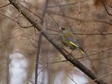 European Greenfinch