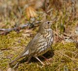 Song Thrush