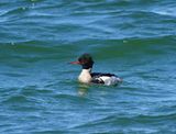 Red-breasted Merganser