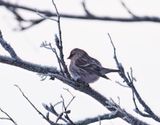 Common Redpoll
