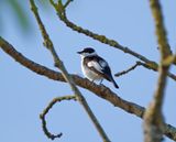 Collared Flycatcher