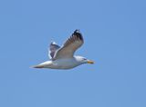 Great Black-backed Gull