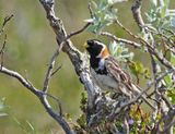 Lapland Longspur