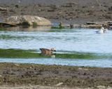 Ruddy Shelduck