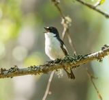 European Pied Flycatcher