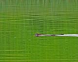 American mink