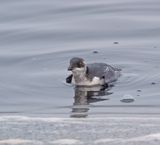 Little Auk