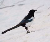 Common Magpie