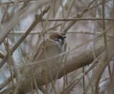Eurasian Tree Sparrow