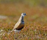 Eurasian Dotterel