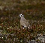 Eurasian Dotterel